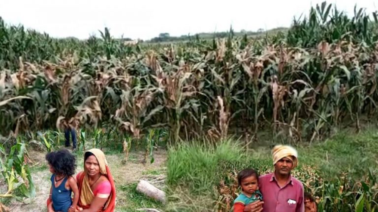 देश में लॉक डाउन की वजह से फूल के खेती करने वाले किसान परेशान, फूल की खेत को जोत रहे किसान।