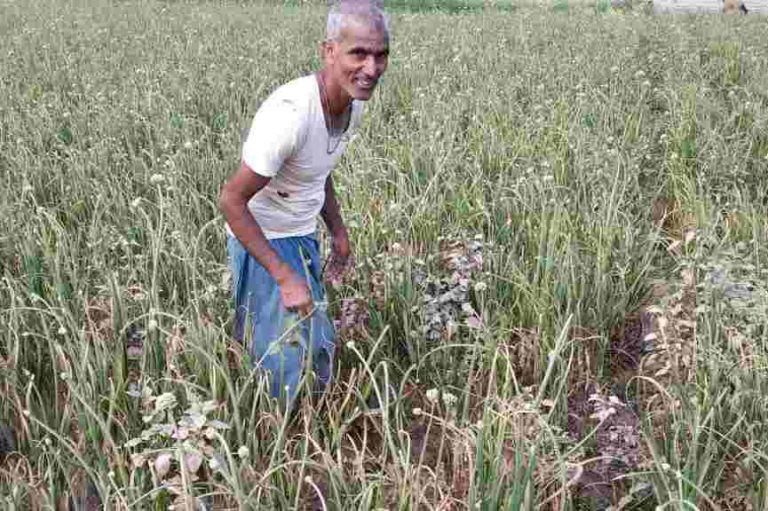 पहले यहाँ  के किसान प्याज के बीज के लिए चेचर लाए करते थे, अब…