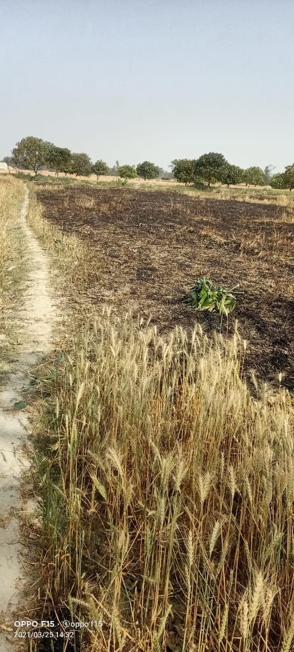 मनियारी किनारू -रतनौली के बीच गुजरने वाली हाईटेंशन जर्जर तार के शाॅट सर्किट से लगी आग, 1 बीघा गेहूं का खेत हुआ जलकर राख